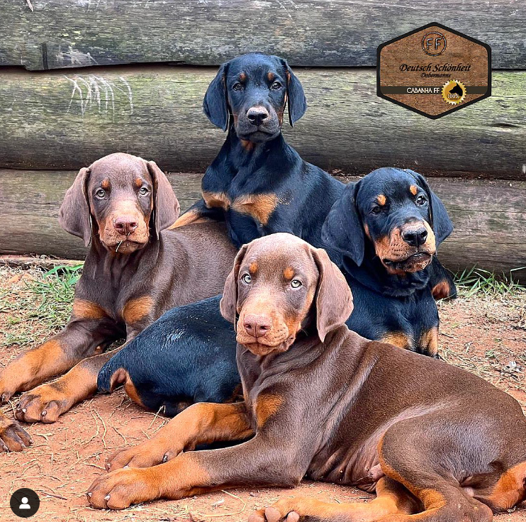 filhotes-de-doberman-europeu