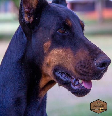 doberman-femea-preta