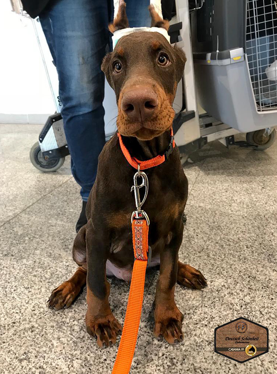 doberman-filhote-marrom