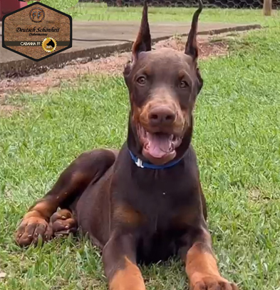 doberman-filhote-europeu-marron