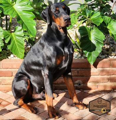 doberman-macho-preto