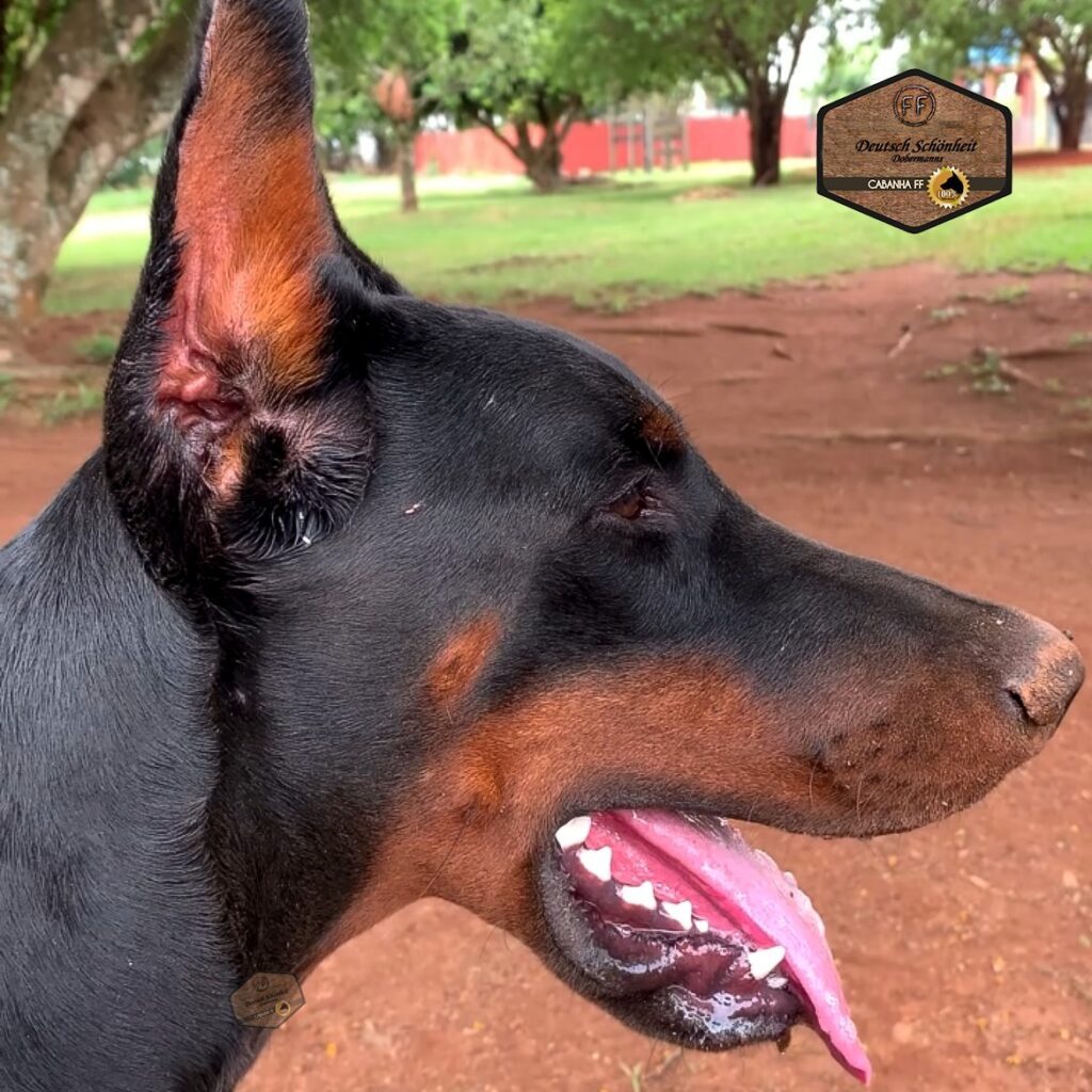 dobermanpreto