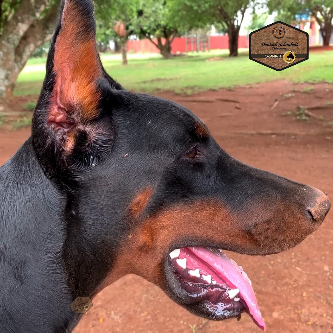 dobermanpreto