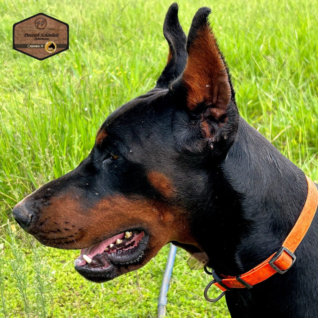 doberman_preto