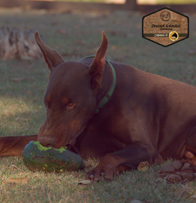 dobermanmarrom