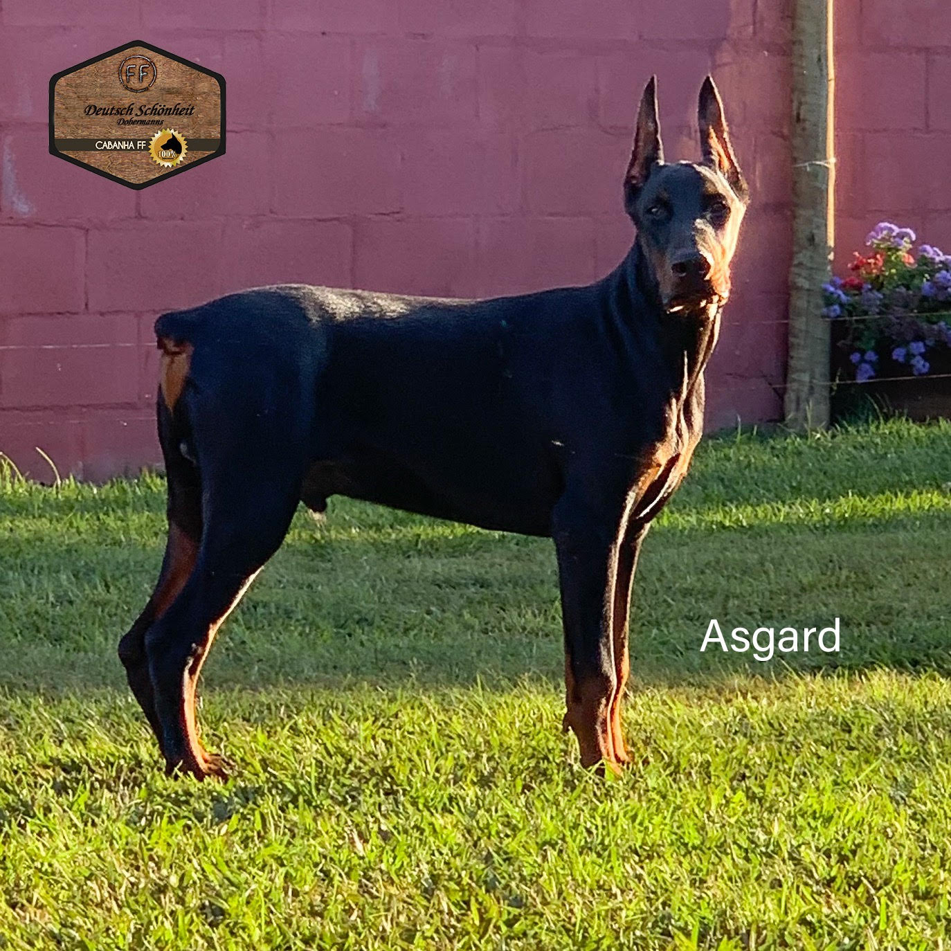 Dobermann-Asgard