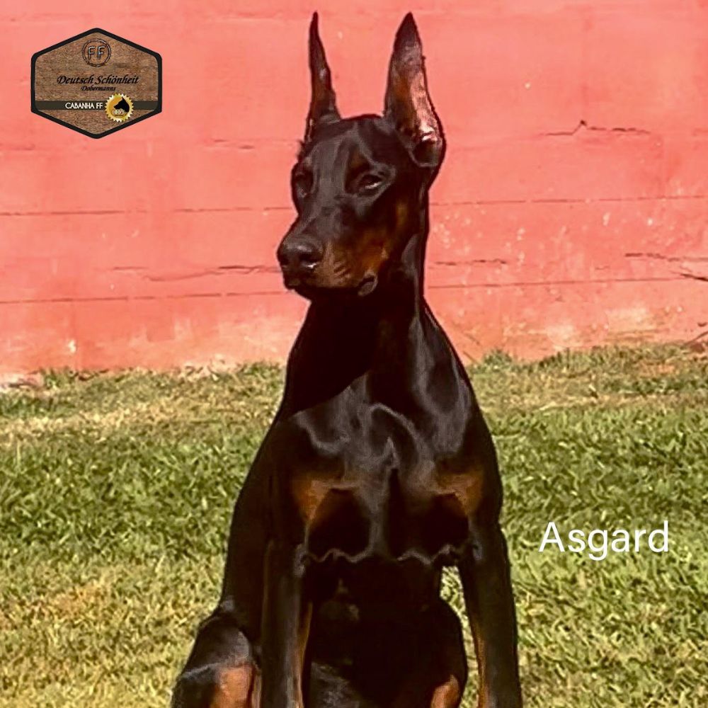 Dobermann-asgard-filhote