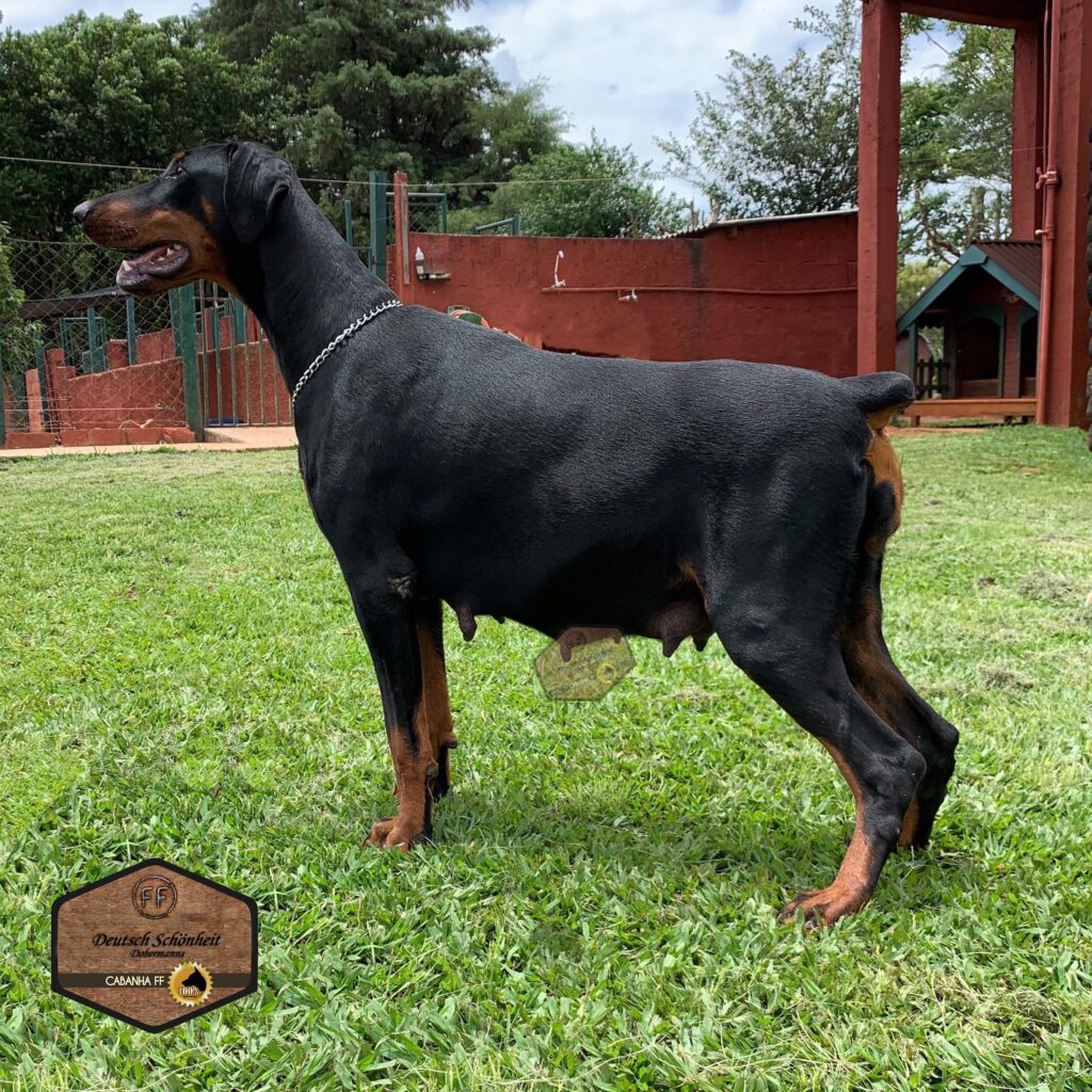 doberman-preta-chanel