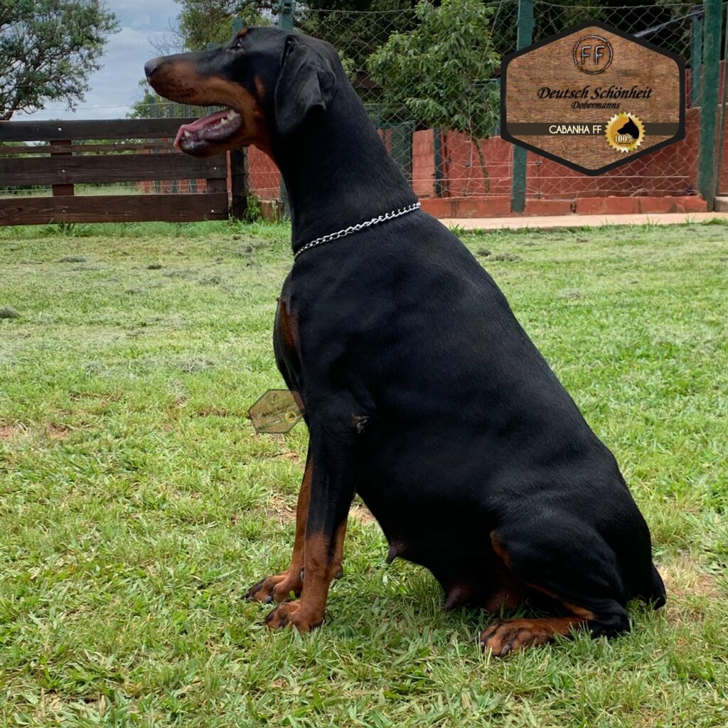 doberman-preto-chanel1