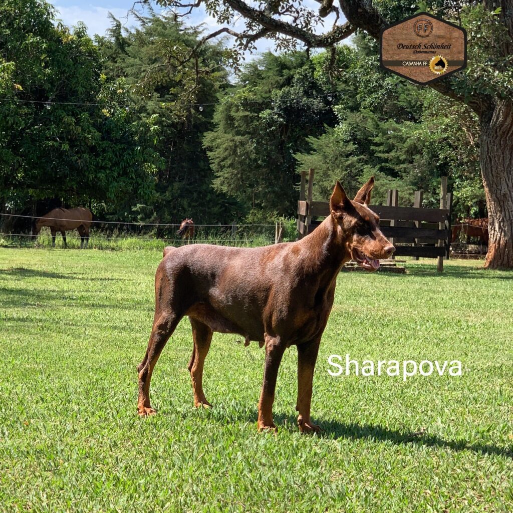 doberman-femea-marrom
