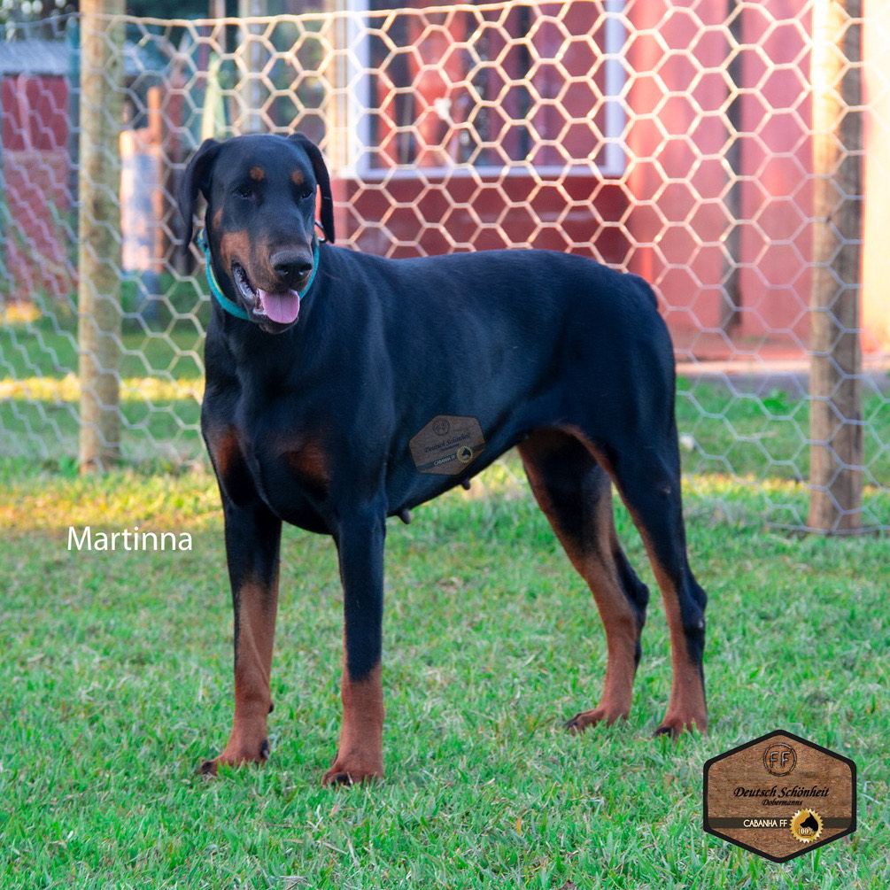 doberman-femea-preta