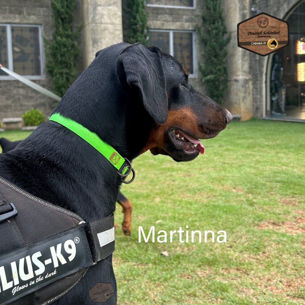 doberman-femea-preta1