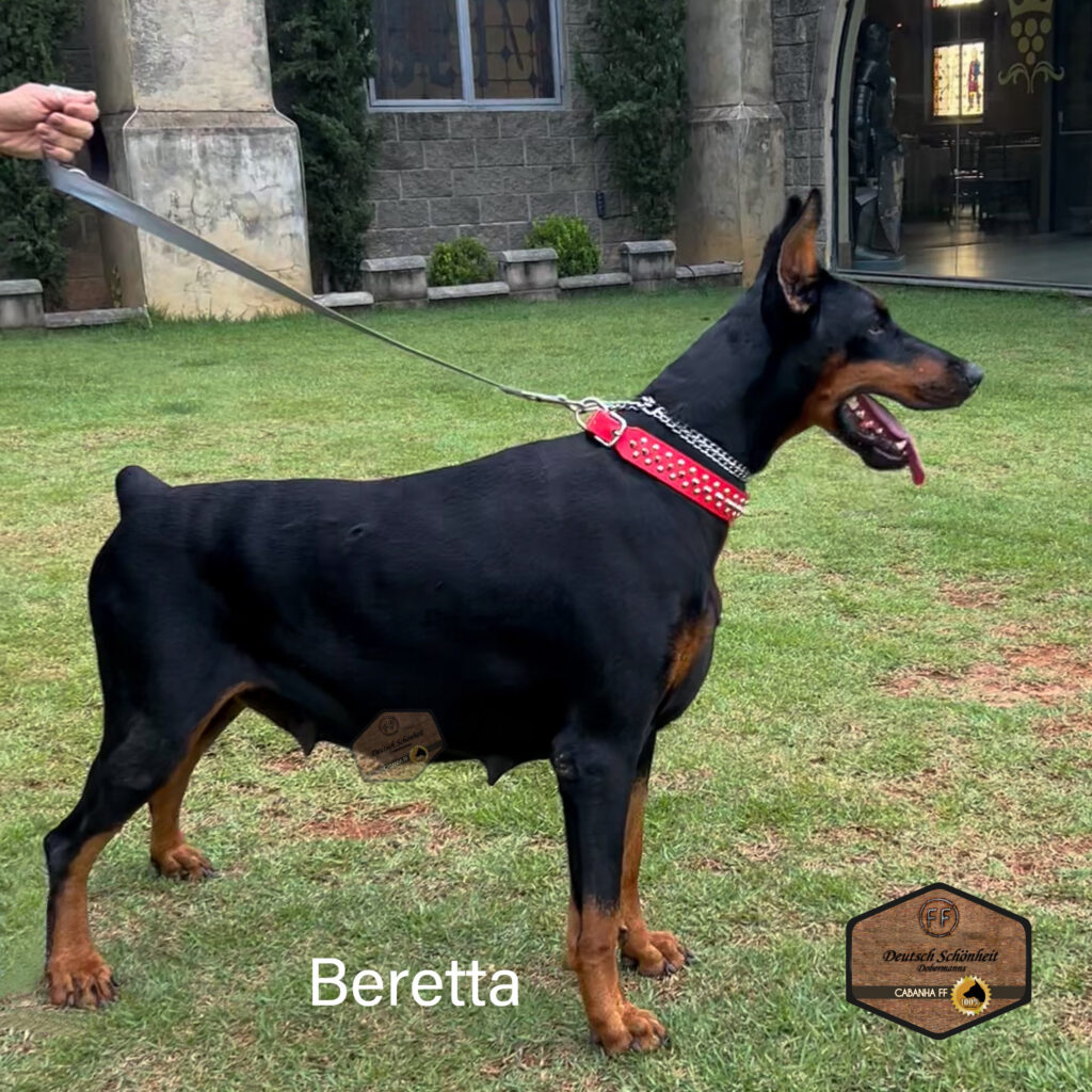 doberman-preta-beretta
