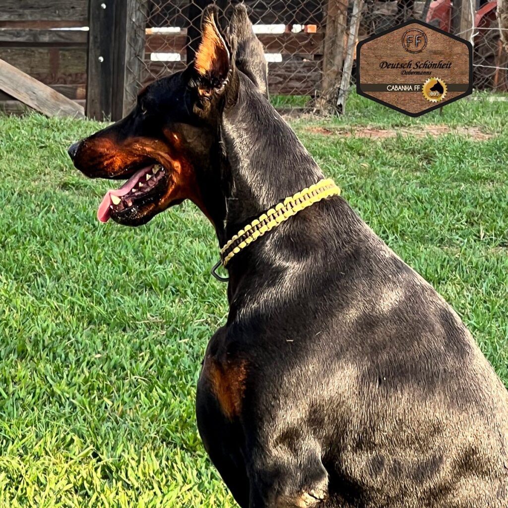 doberman-preta-beretta1