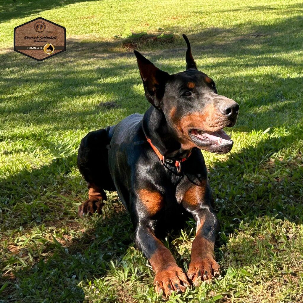 doberman-preto-bill1