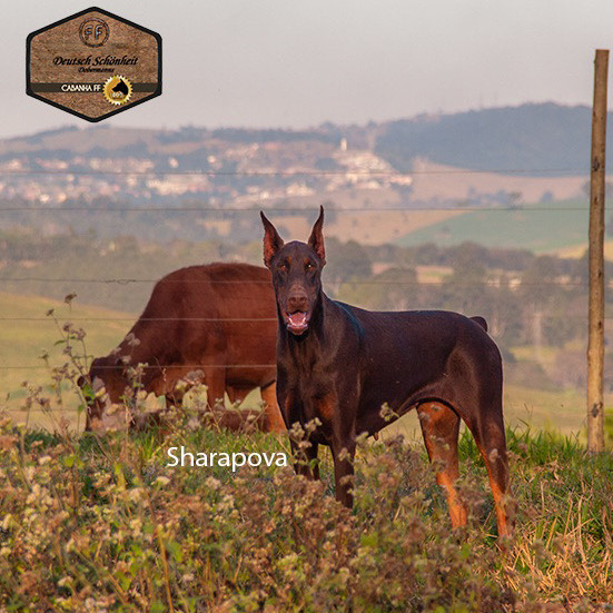 doberman-europeu-sharapova