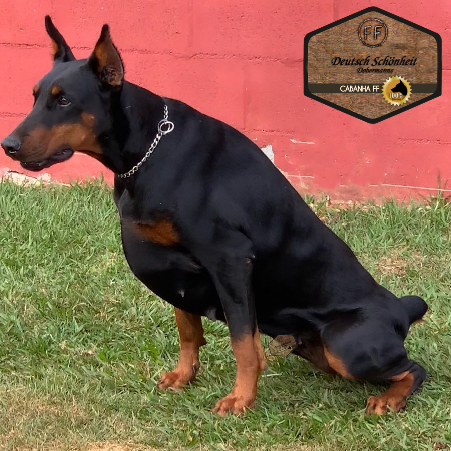 doberman_beretta
