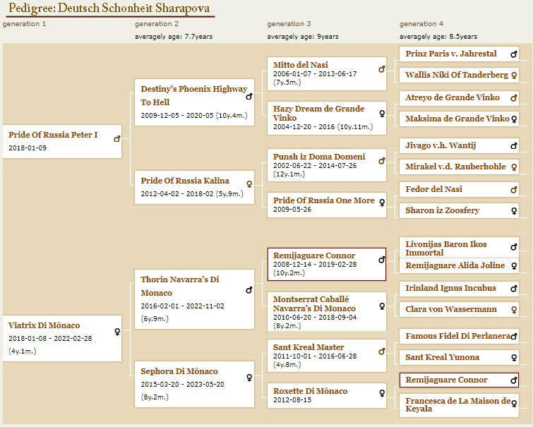 doberman-europeu-pedigree-sharapova