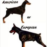 doberman-americano-x-doberman-europeu