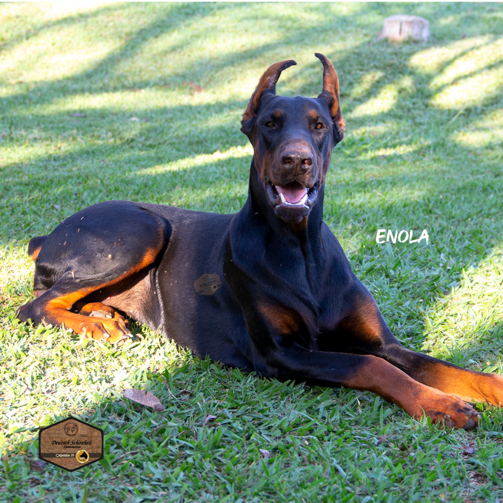 enola-doberman-preta