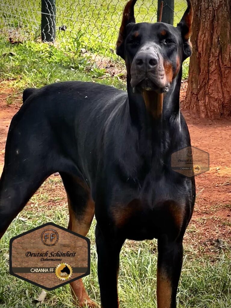 doberman-enola
