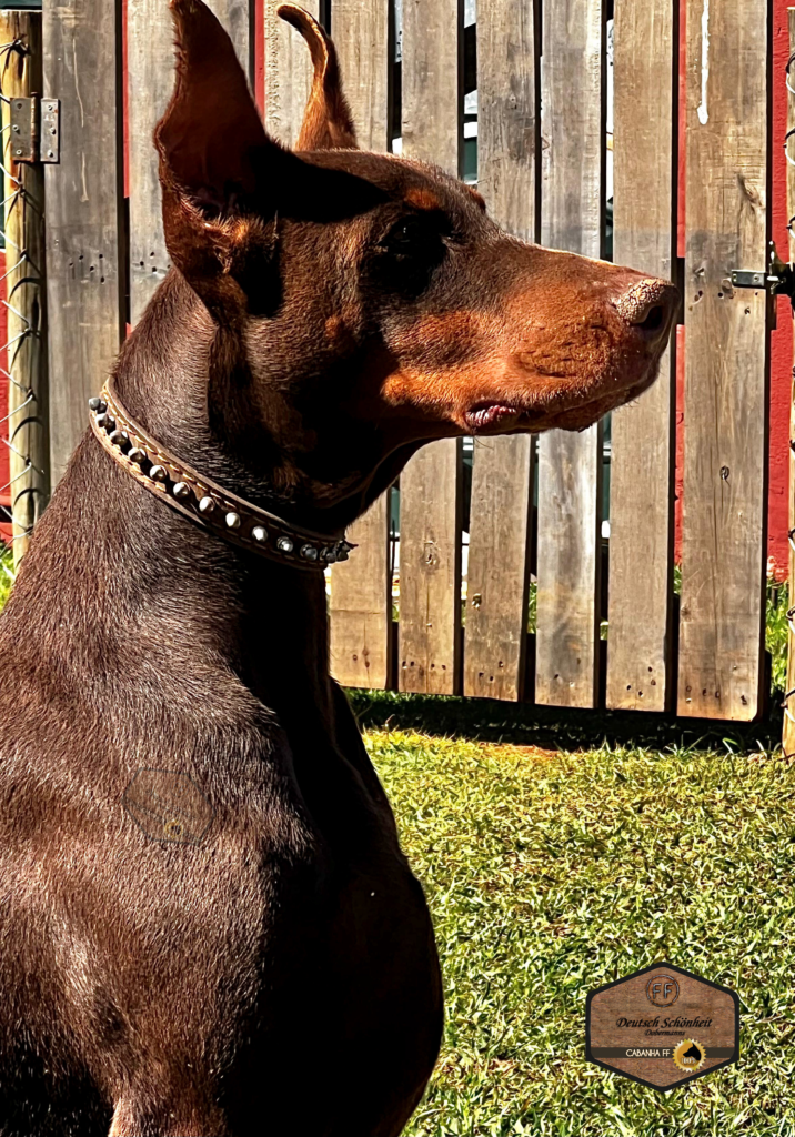 doberman_marrom