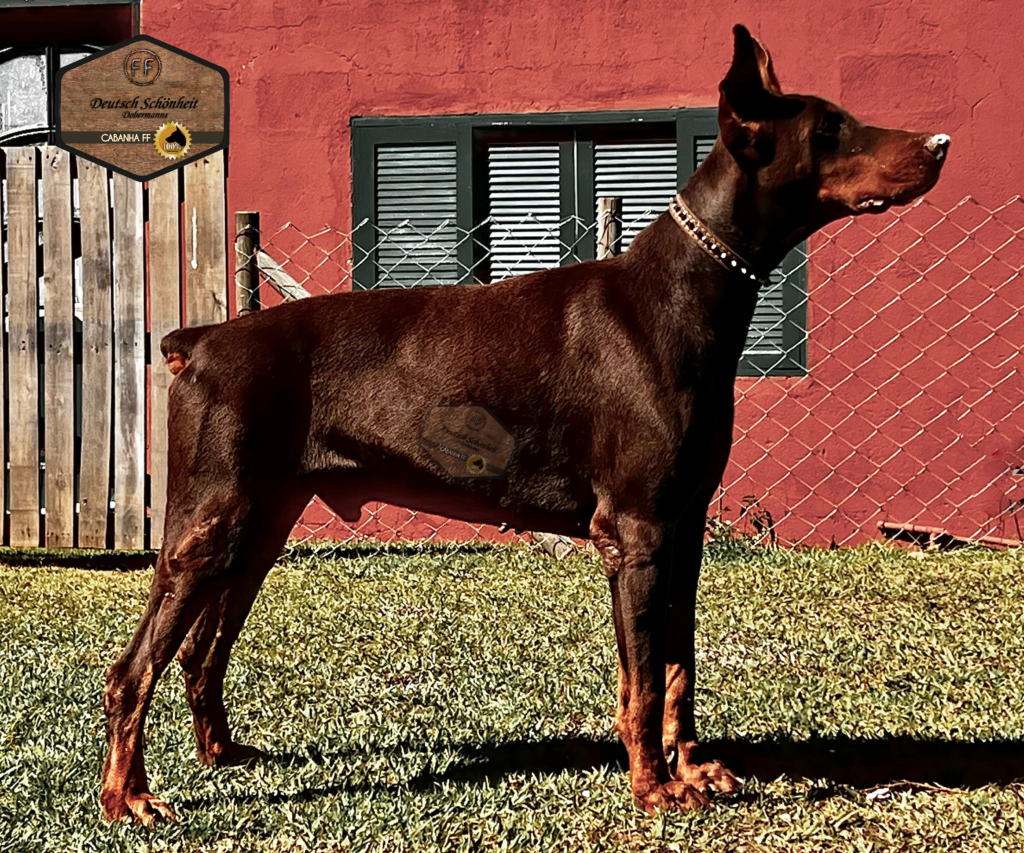 doberman_marrom1
