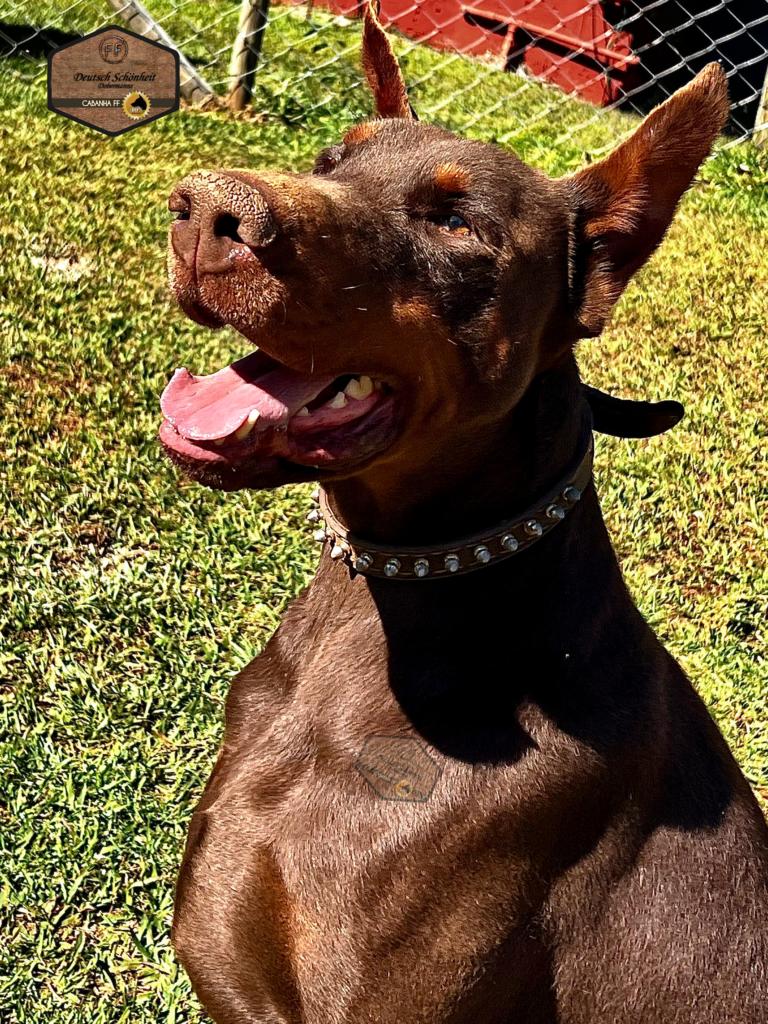 doberman_marrom2