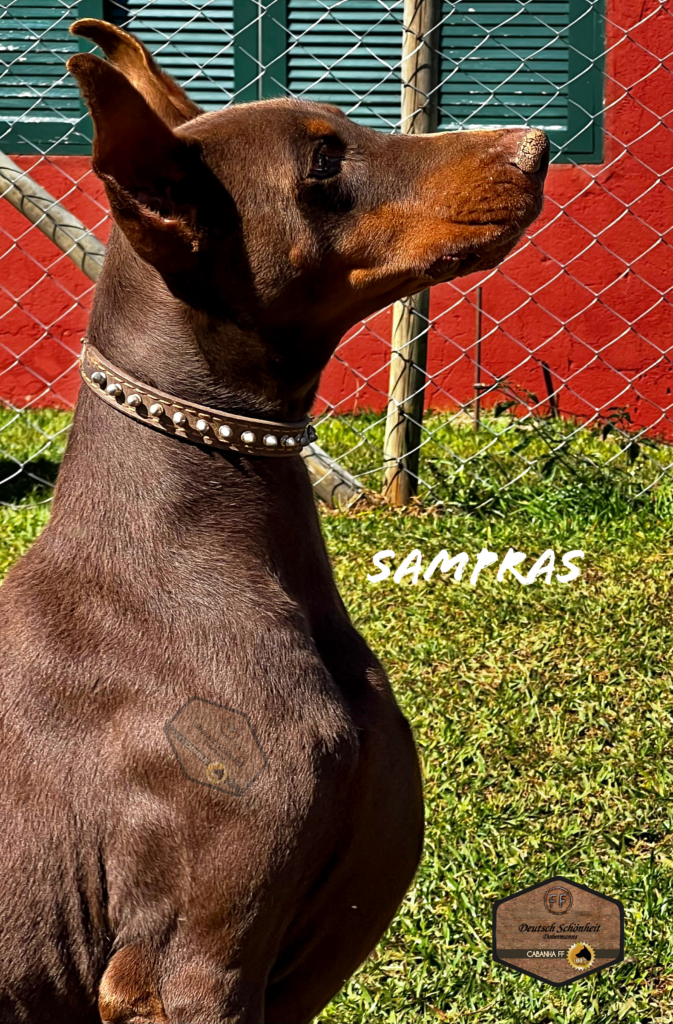 doberman_marrom3