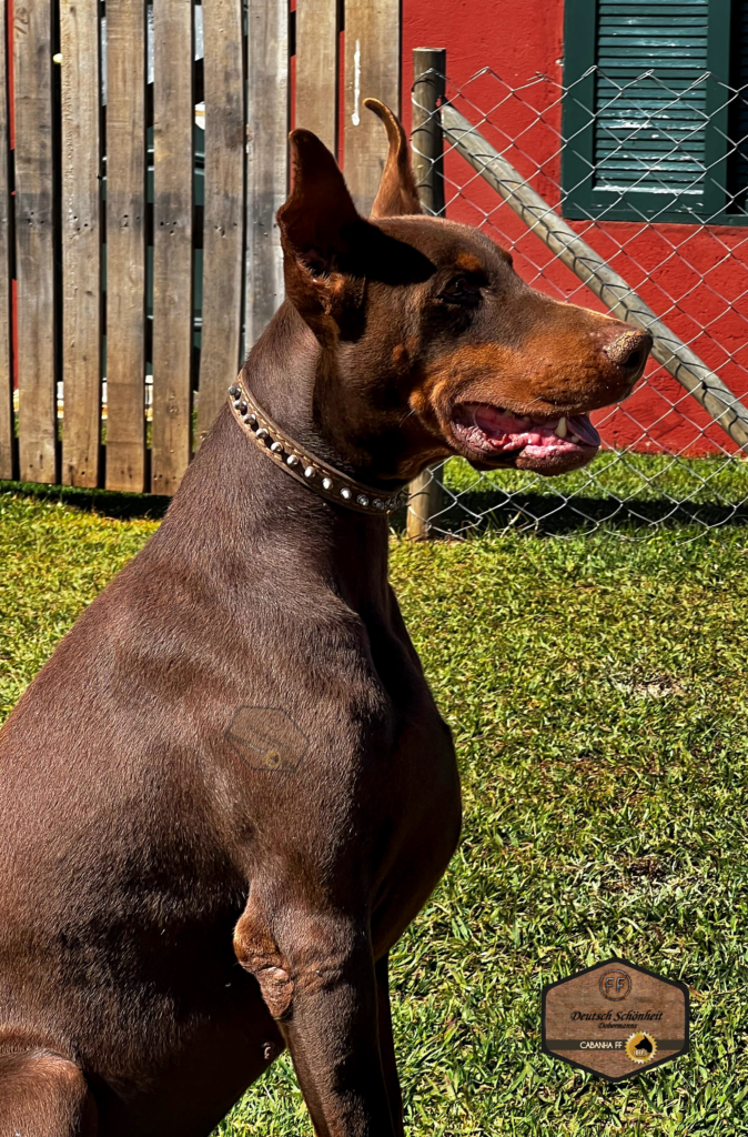 doberman_marrom4