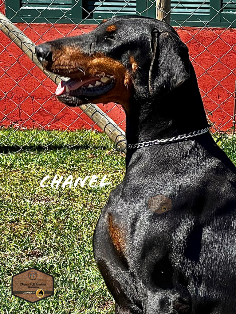 doberman_preta