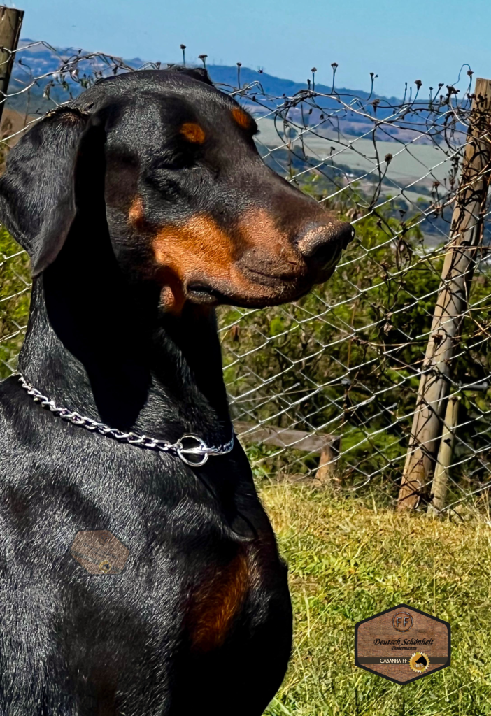 doberman_preta