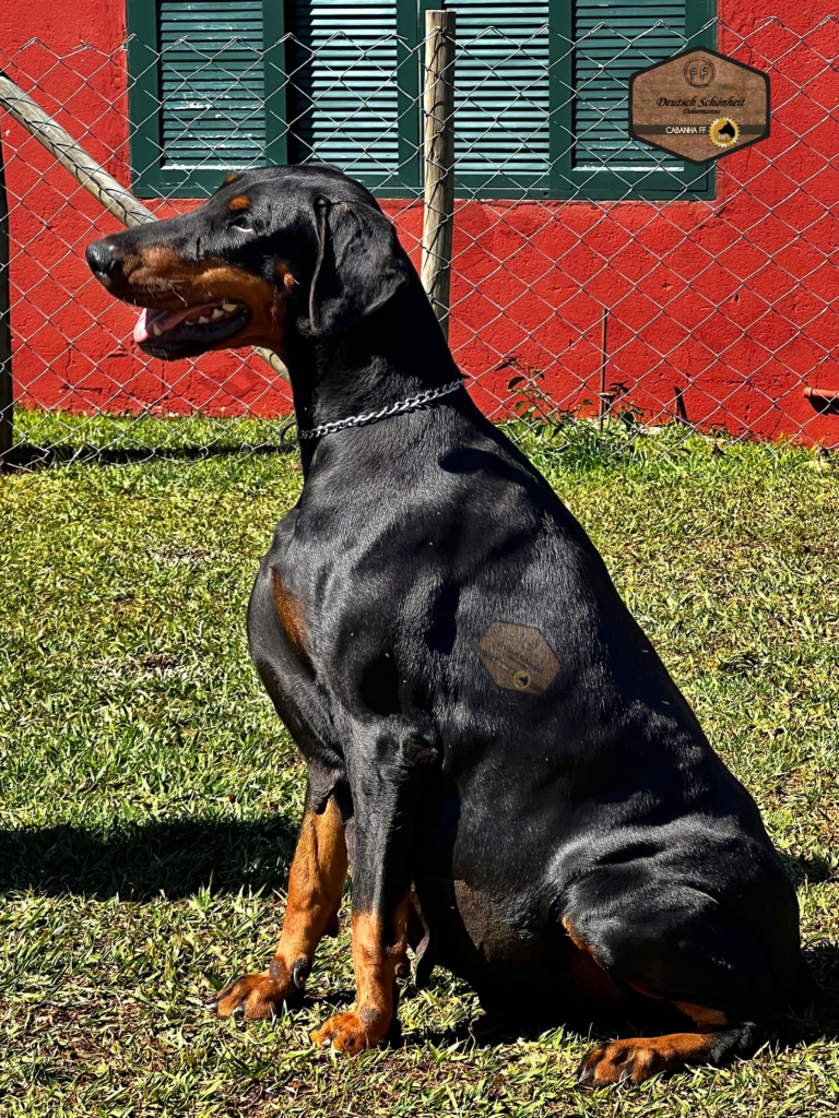 doberman_preta1