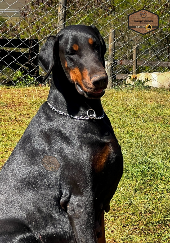 doberman_preta1