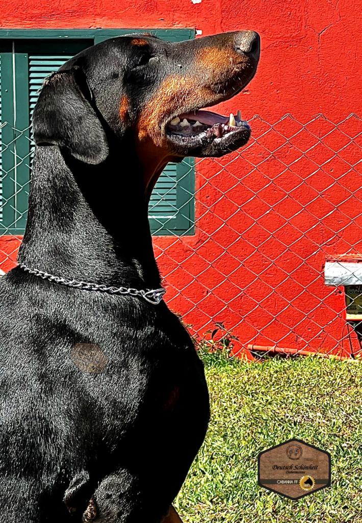 doberman_preta2