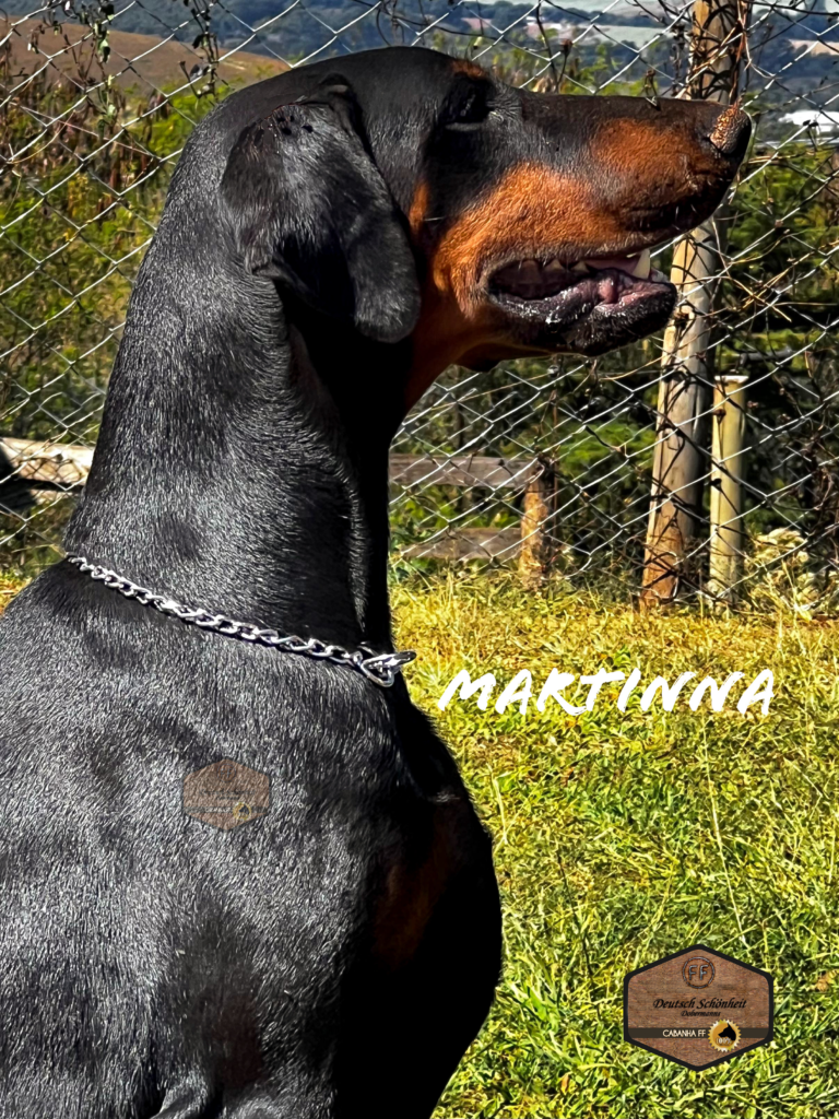 doberman_preta3