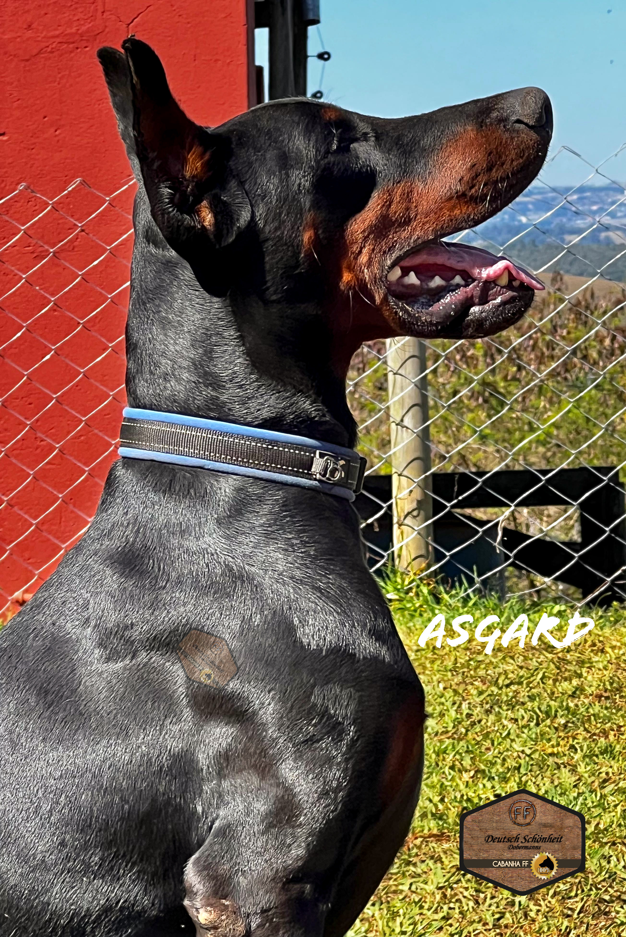doberman_preto