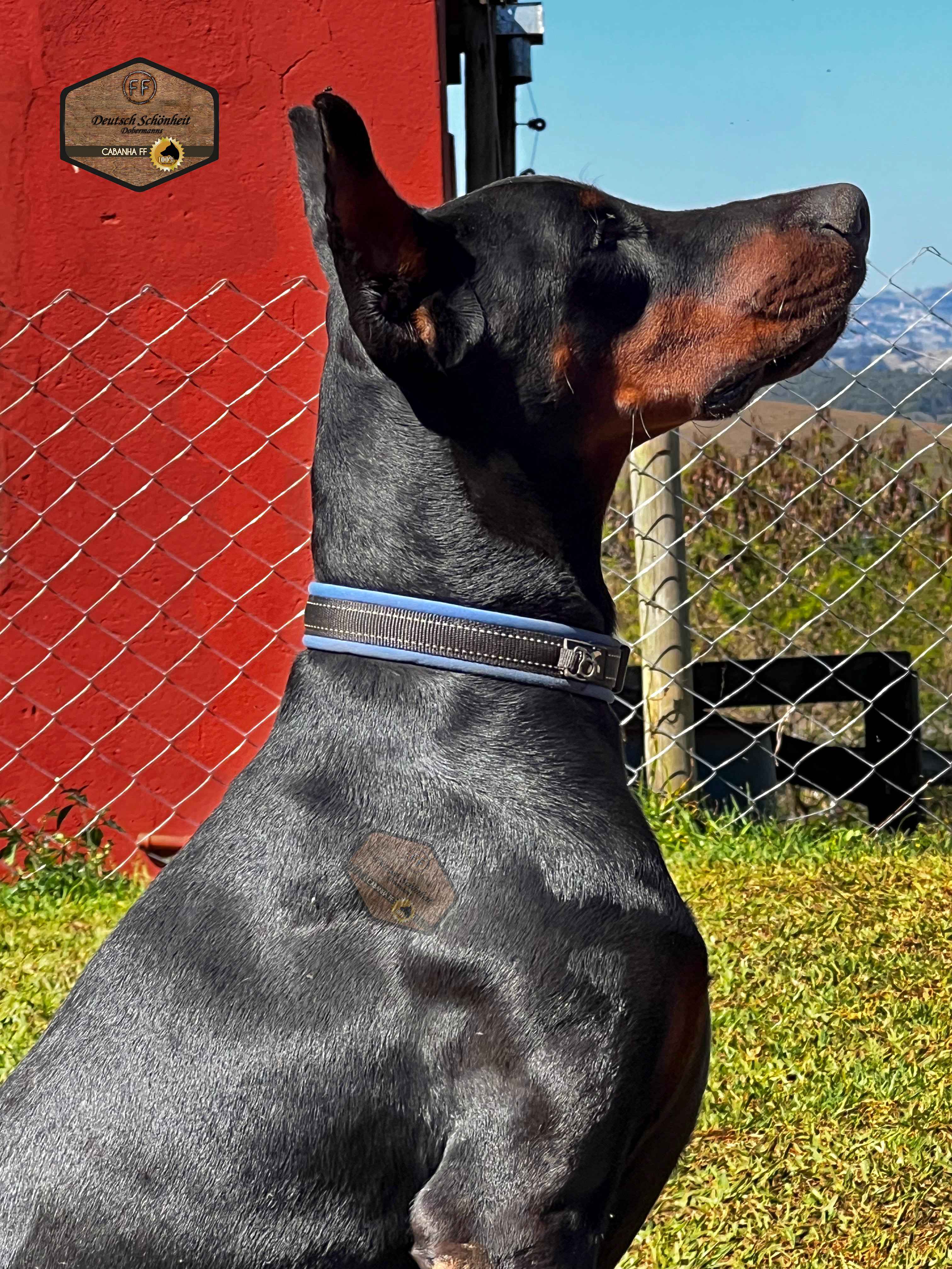 doberman_preto1