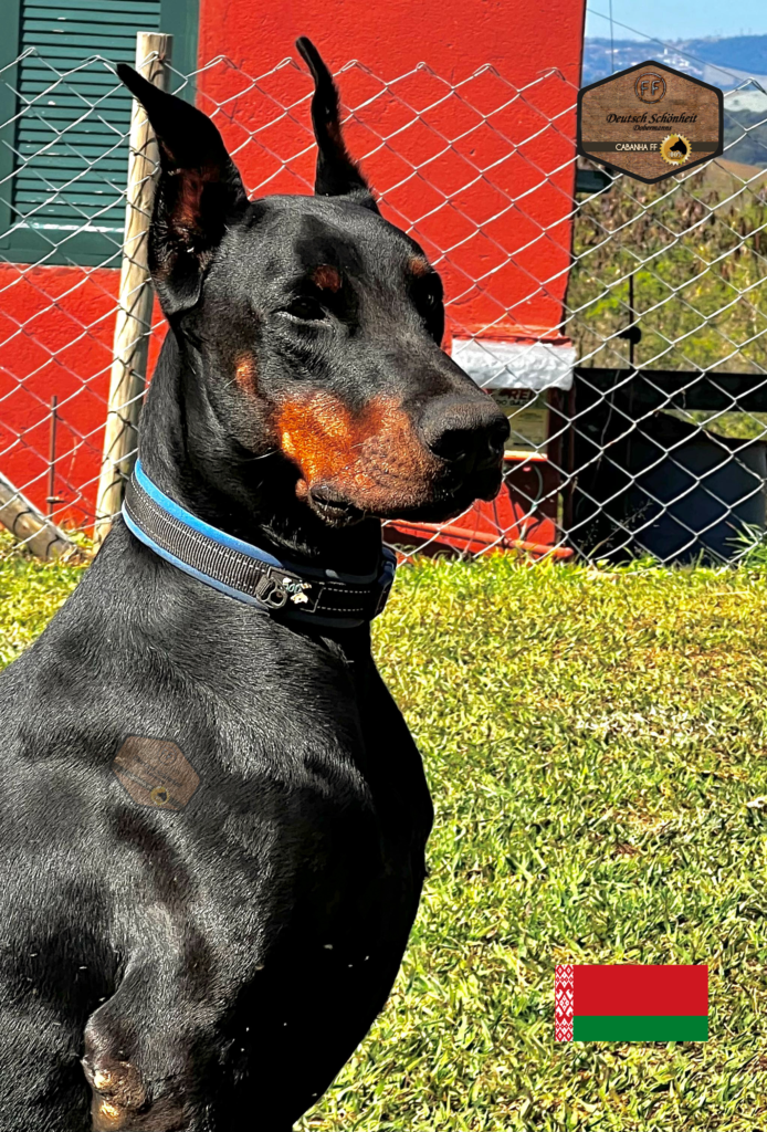 doberman_preto2