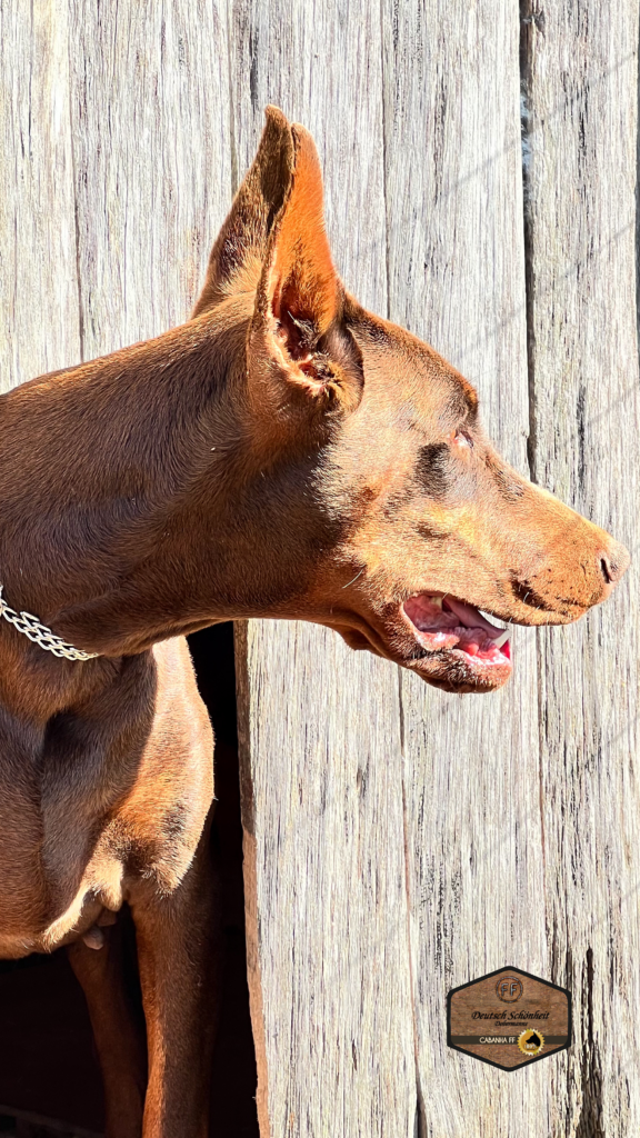 dobermann-marrom-teela