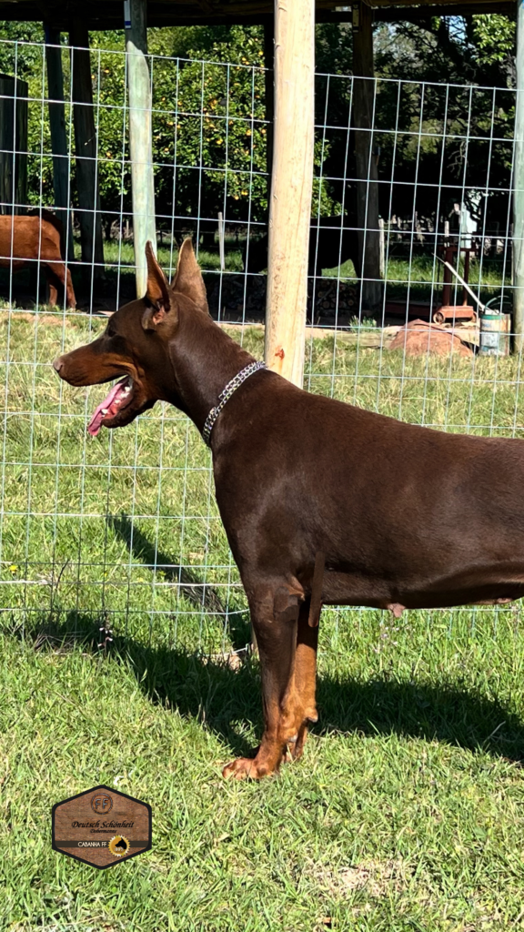 dobermann-marrom-teela1