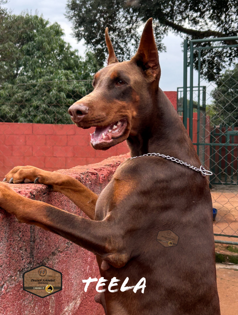 dobermann-marrom-teela2