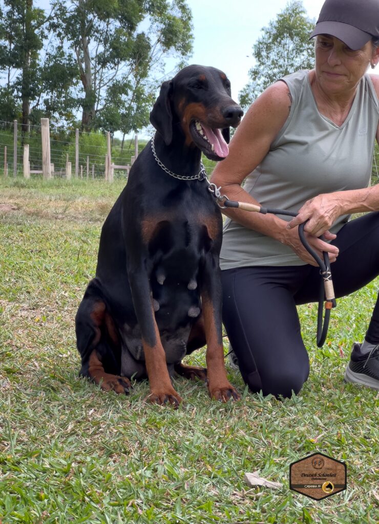 dobermann gucci
