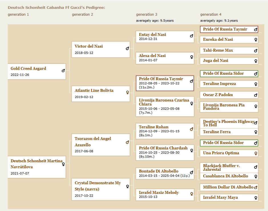 pedigree-dobermann-gucci