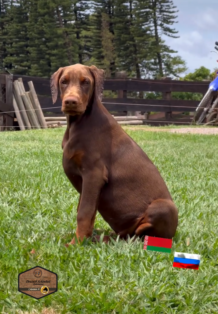 doberman-filhote-emmy