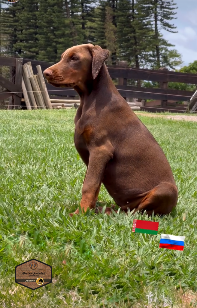 doberman-filhote-emmy1