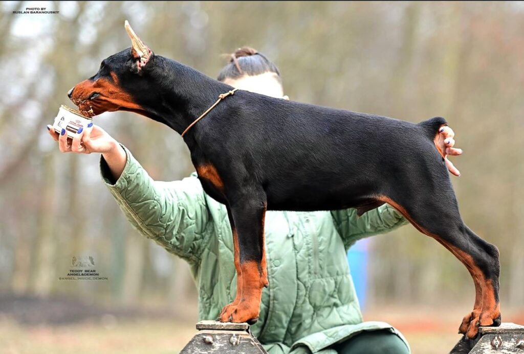 Doberman filhote