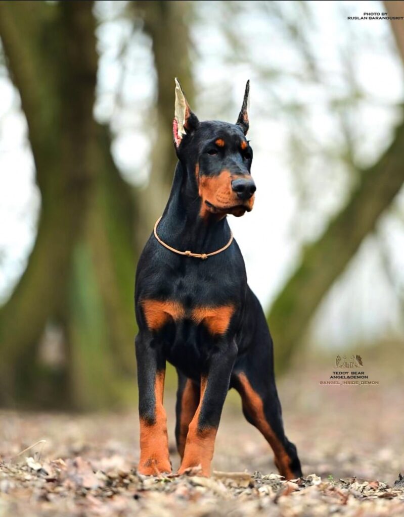 Doberman filhote