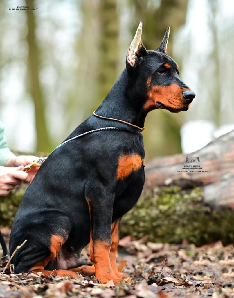 Doberman filhote