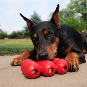 Doberman e brinquedos Kong vermelhos